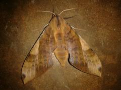Clanis bilineata