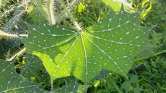 Cnidoscolus angustidens