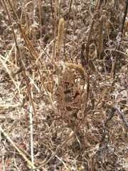 Palpares libelluloides