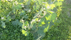 Cnidoscolus angustidens