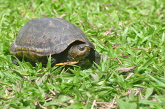 Kinosternon scorpioides scorpioides
