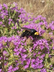 Megascolia maculata flavifrons