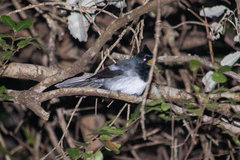 Trochocercus cyanomelas cyanomelas