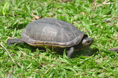 Kinosternon scorpioides scorpioides