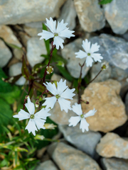 Heliosperma alpestre