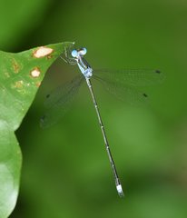 Lestes tenuatus