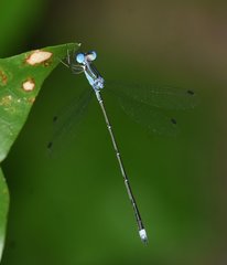 Lestes tenuatus