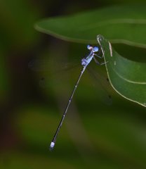 Lestes tenuatus
