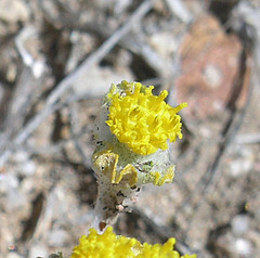 Eriophyllum pringlei