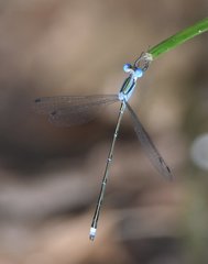 Lestes tenuatus