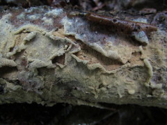 Botryobasidium conspersum