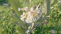 Asclepias glaucescens