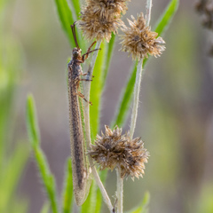 Creoleon lugdunensis