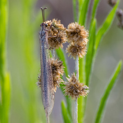 Creoleon lugdunensis