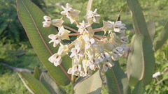 Asclepias glaucescens