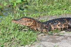 Dwarf Caiman photo 2