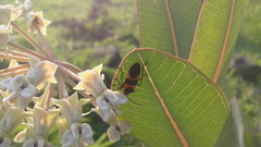 Asclepias glaucescens