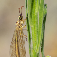 Myrmecaelurus trigrammus