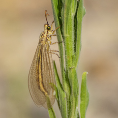 Myrmecaelurus trigrammus