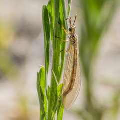 Myrmecaelurus trigrammus