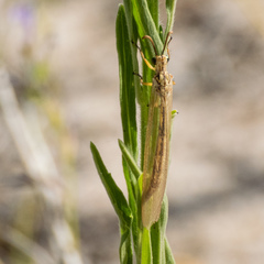 Myrmecaelurus trigrammus