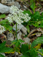 Heracleum austriacum