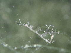 Phtisica marina
