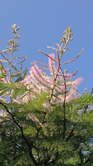 Mimosa benthamii