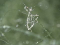 Phtisica marina
