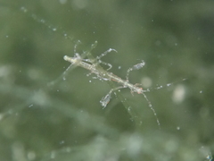 Phtisica marina