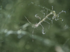 Phtisica marina