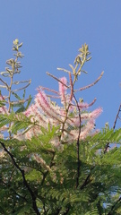 Mimosa benthamii