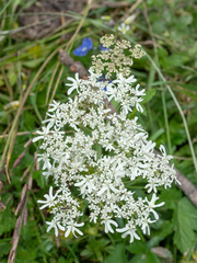 Heracleum austriacum