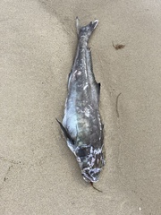 Rachycentron canadum