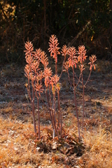 Aloe transvaalensis