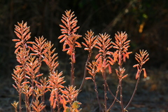 Aloe transvaalensis