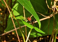 Gnamptopelta obsidianator
