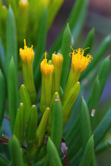 Senecio barbertonicus