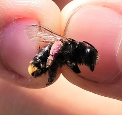 Melitta haemorrhoidalis