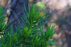 Senecio barbertonicus