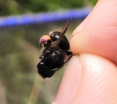 Melitta haemorrhoidalis