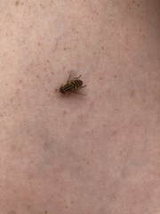 Parhelophilus integer