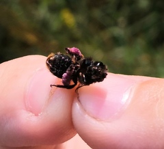 Melitta haemorrhoidalis