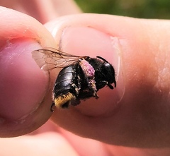 Melitta haemorrhoidalis