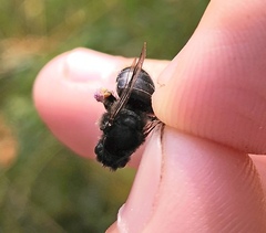 Melitta haemorrhoidalis