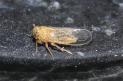 Metadelphax propinqua