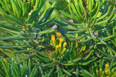 Senecio barbertonicus