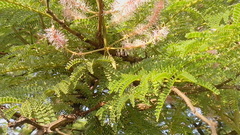 Mimosa benthamii