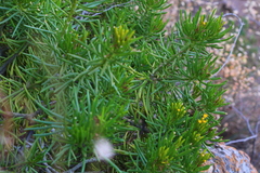 Senecio barbertonicus