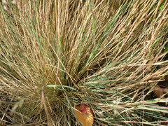 Corynephorus canescens